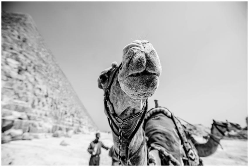Close-up black and white shot of a camel near an E