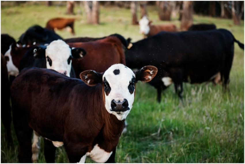 Close-up of a herd of cows in a green pasture unde