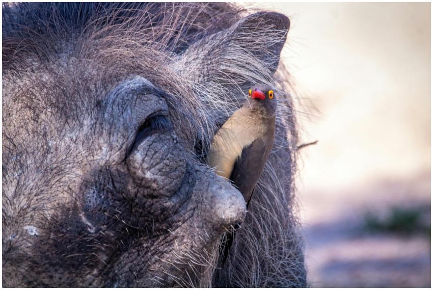 Close-up of an oxpecker perched on a warthog in So
