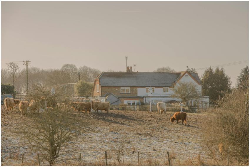 Tranquil countryside scene with a farmhouse and gr
