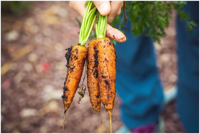 A hand holding freshly harvested organic carrots w