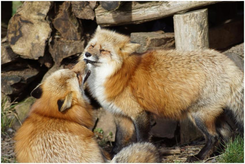 A pair of red foxes playfully interacting in a for