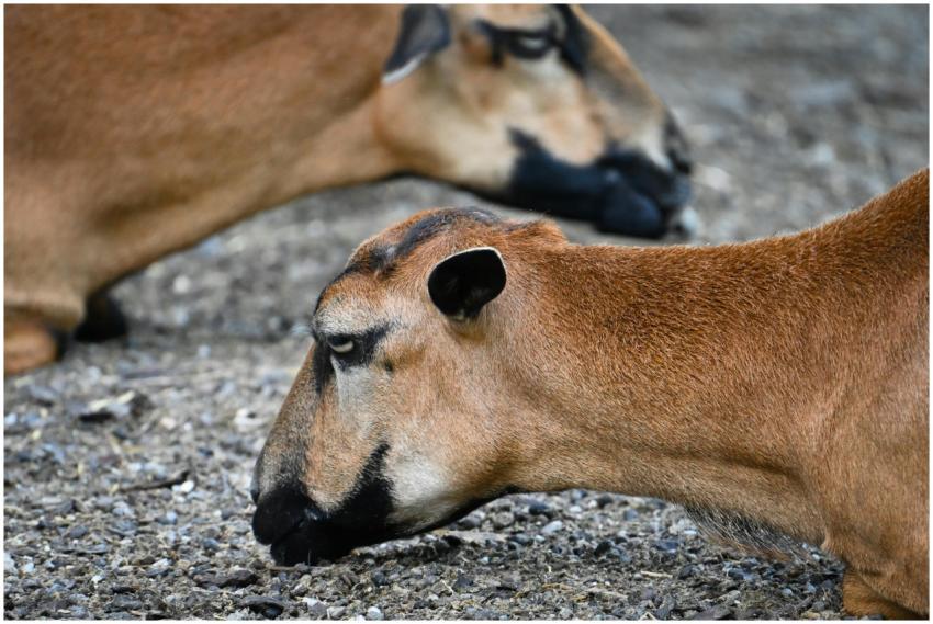 Two sheep resting on a gravel ground, showcasing n