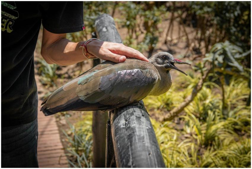 A close-up of a bird being gently petted by a hand