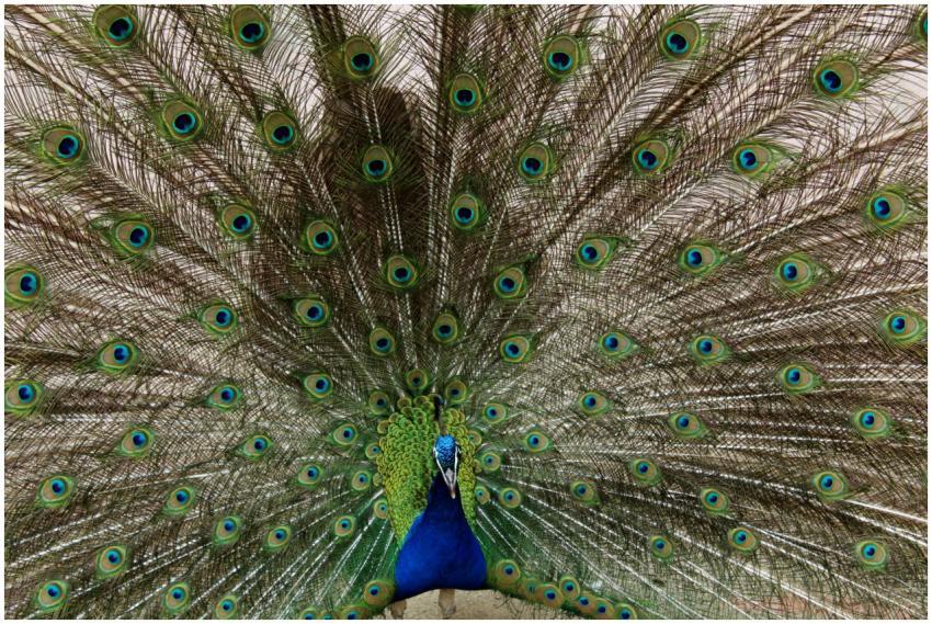 Majestic peacock with vibrant feathers fully displ