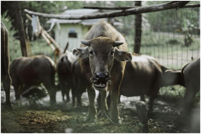 Cattle grazing in a rustic farm in Banjarnegara, C