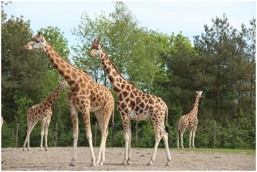 Majestic giraffes roaming freely in a Danish zoo,