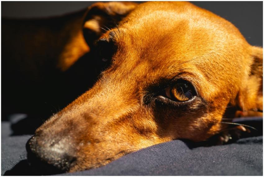 A close-up of a brown dog resting with focused gaz
