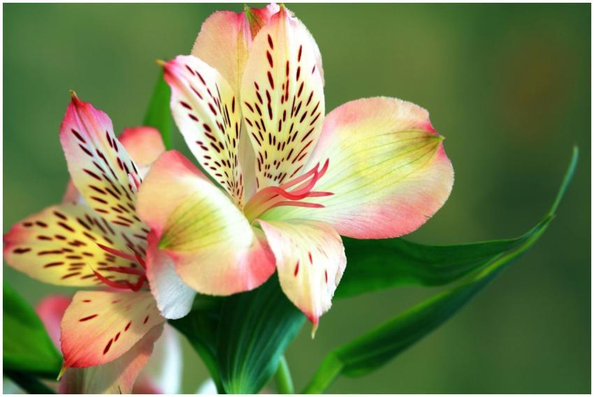 Close-up of a blooming pink Alstroemeria flower sh