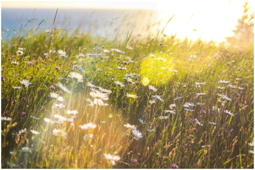 A vibrant wildflower meadow with white blooms lit