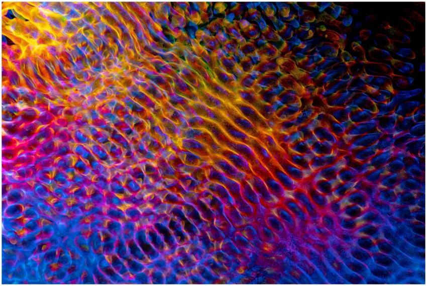 Colorful digital artwork showcasing dynamic geomet