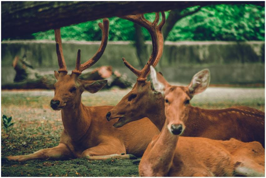 A tranquil scene of resting deer with lush green b