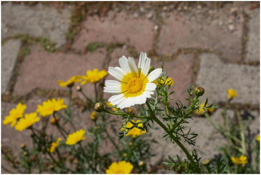 Close-up of chamomile flowers growing between pave