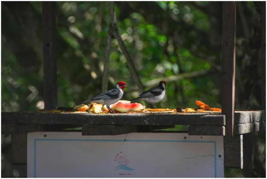 Red-capped cardinals feeding on a platform in a lu