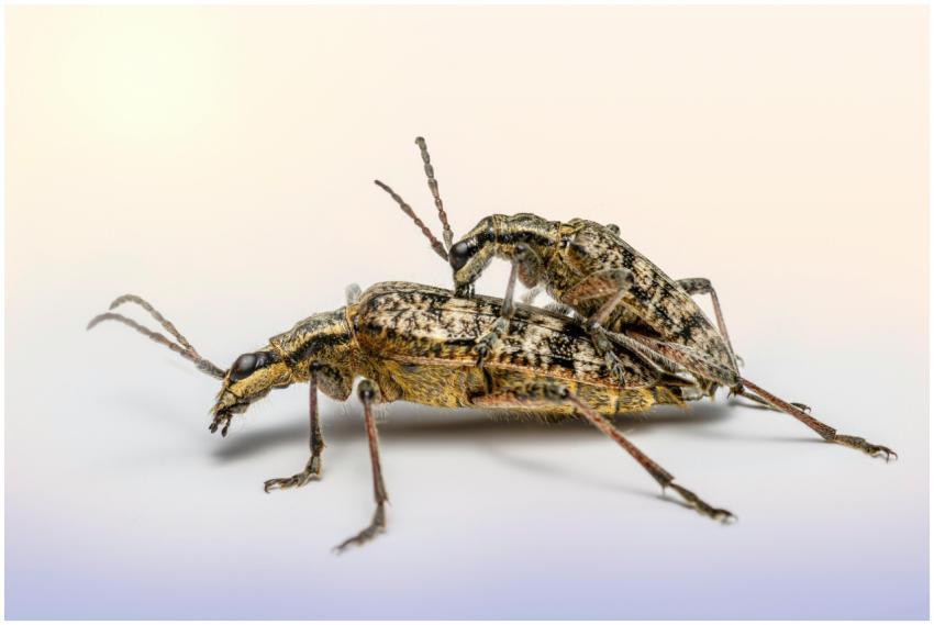 Close-up image showcasing two longhorn beetles in