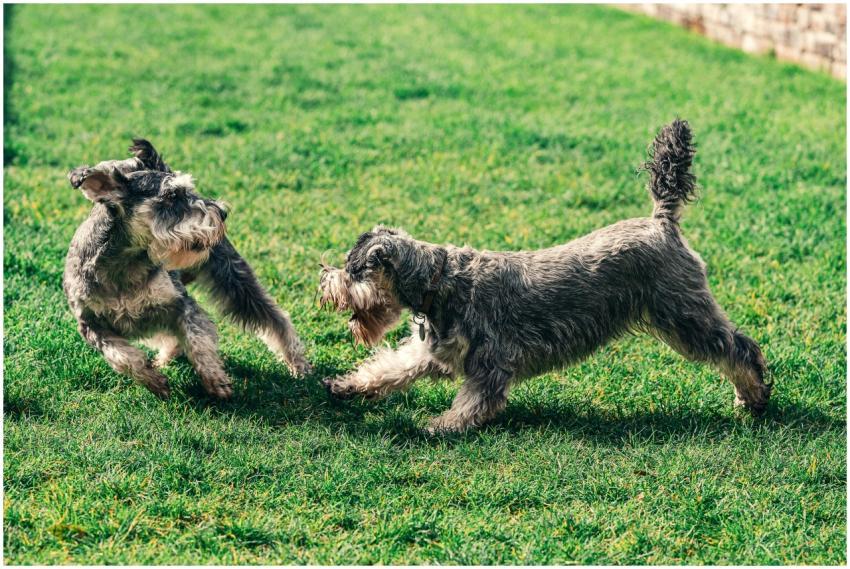 Two Schnauzer dogs joyfully playing on a grassy la