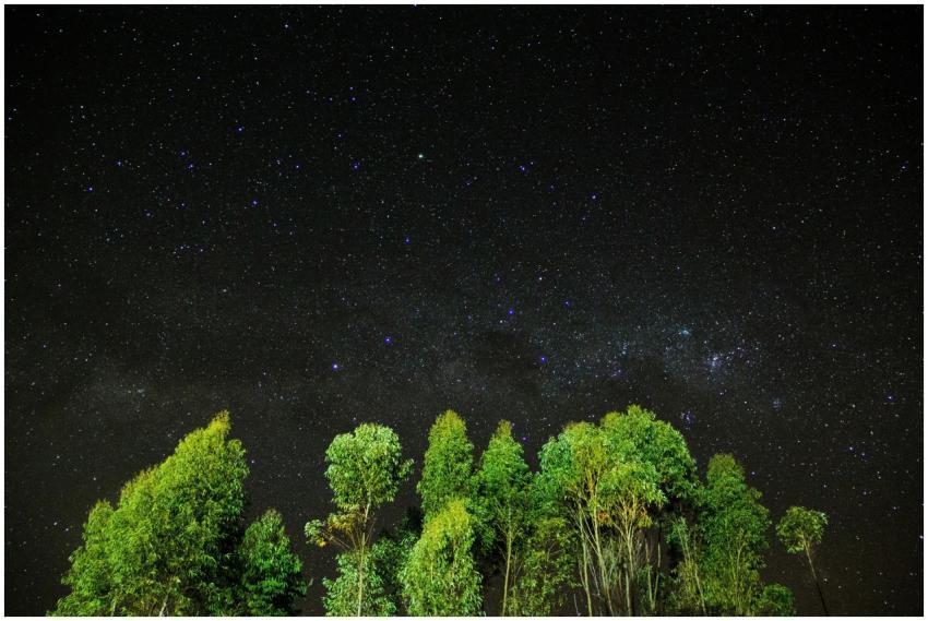 A stunning starry sky above a lush forest in Pedra