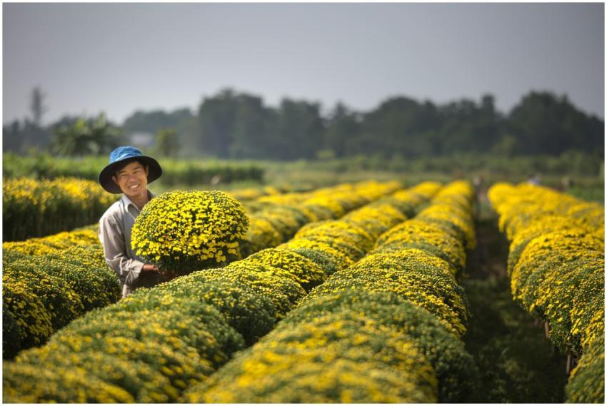 A joyful farmer stands amidst vibrant rows of yell