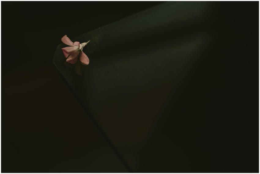 A close-up of a delicate pink petal resting on a d