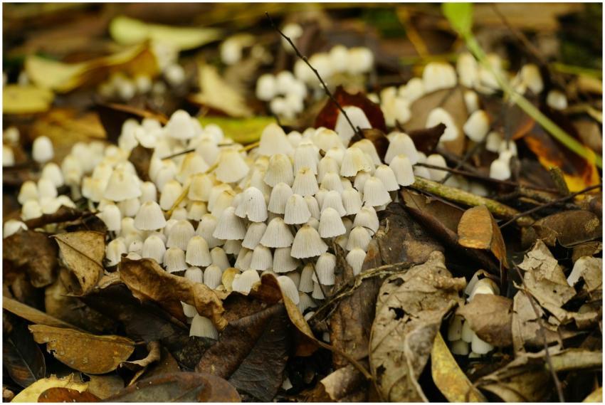 Close-up of white mushrooms growing among fallen a