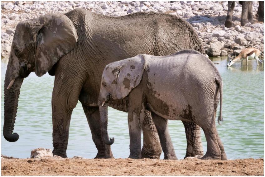 African Elephants Waterhole 34780135