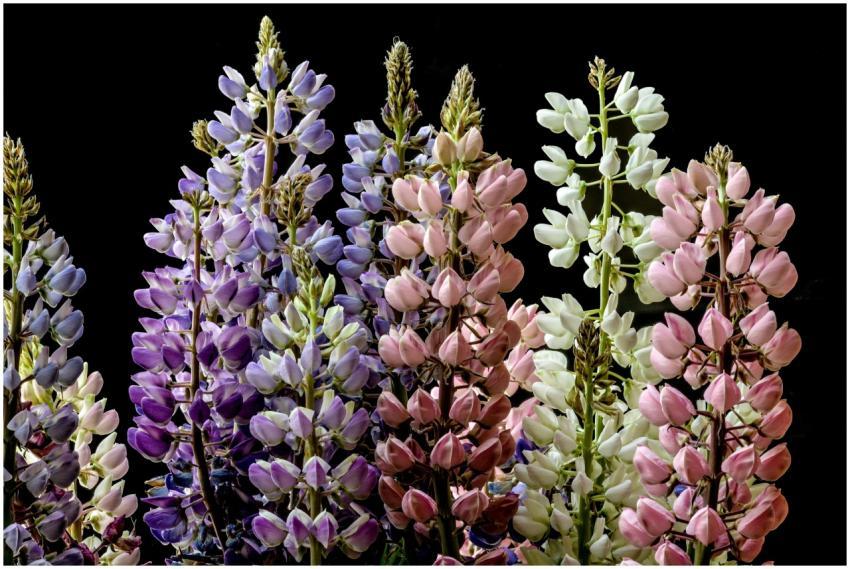 Colorful lupine flowers showcasing diverse shades,