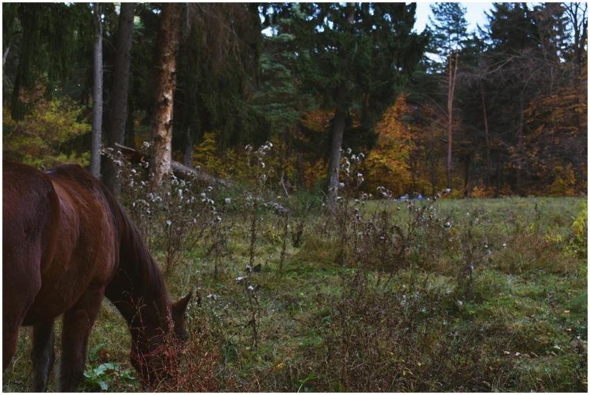 A horse grazes in a scenic autumn forest near Piat