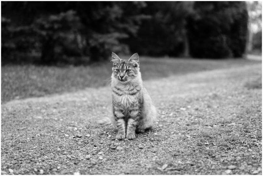 A serene black and white photo of a fluffy cat sit