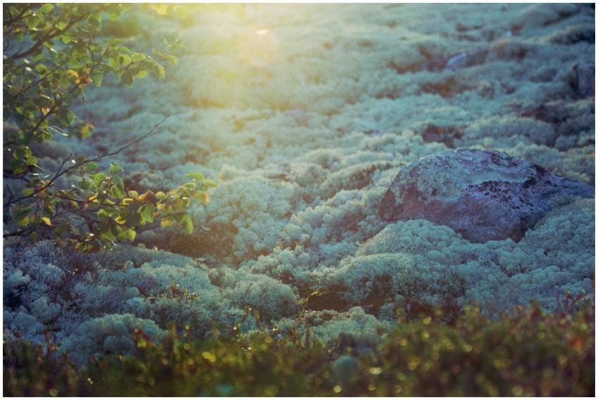 A beautiful sunlit moss landscape with rocks, show
