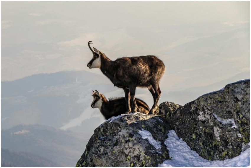 Two chamois standing on a snow-covered mountain pe