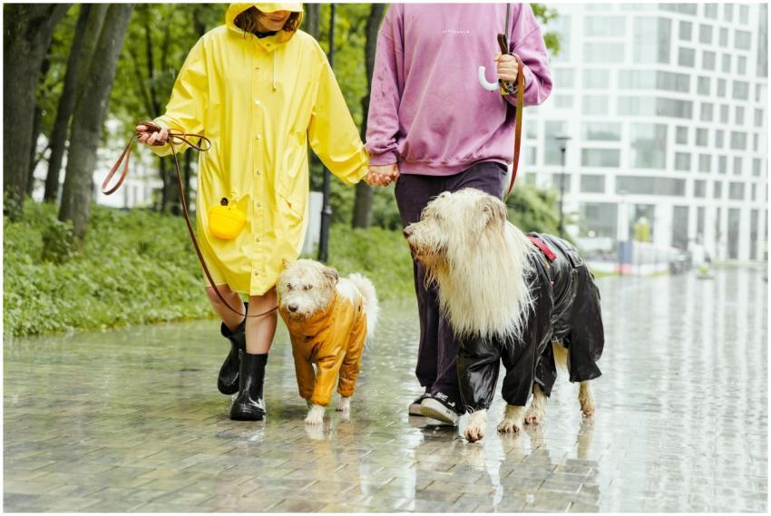 Couple walking dogs in raincoats on a wet path in
