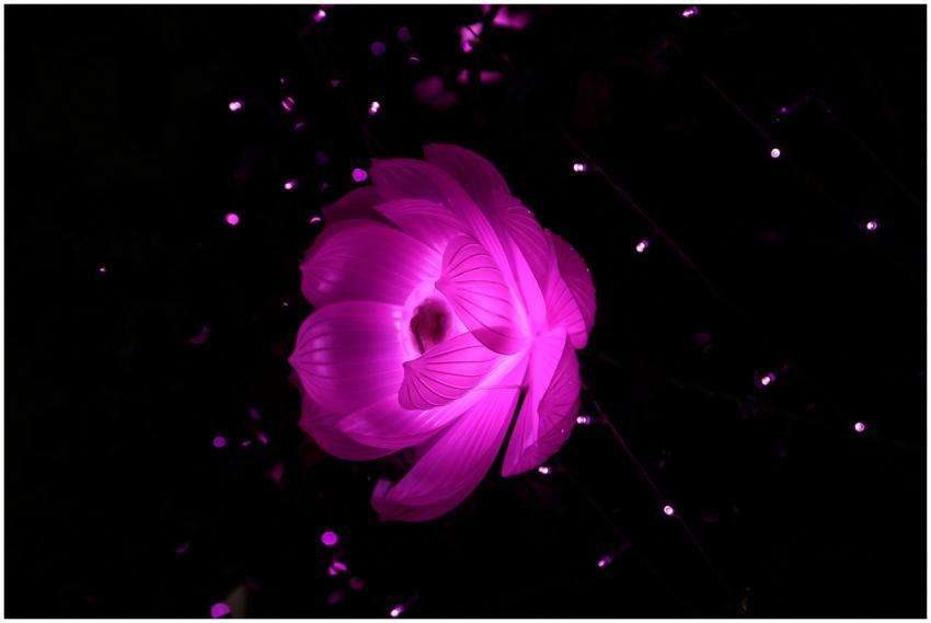 A vibrant pink artificial lotus illuminated agains