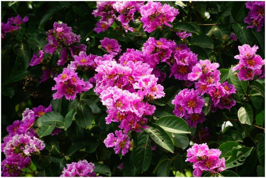 Close-up of vibrant purple Crepe Myrtle flowers wi
