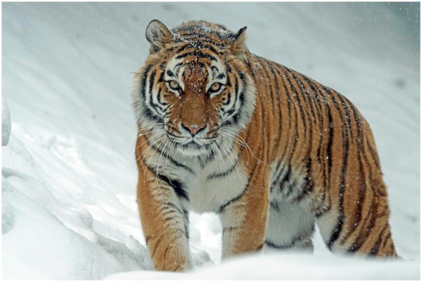 A powerful tiger confidently prowls through a snow