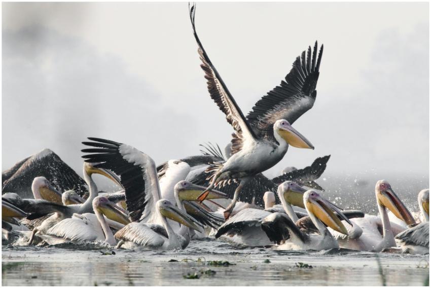 A lively scene of a pelican flock in flight and on