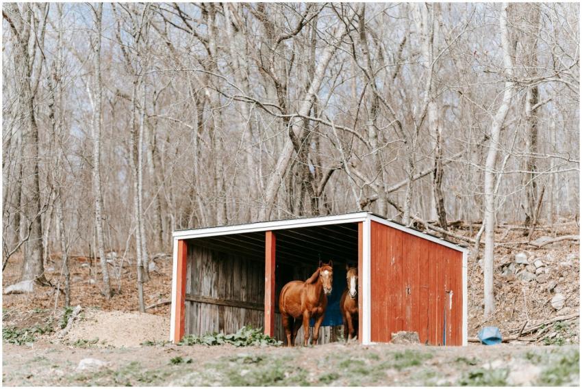 Two horses stand in a red wooden shed amidst a bar