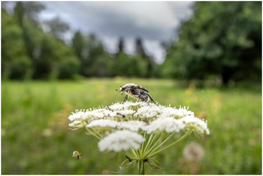 Close-up of a fly perched on a white flower in a g