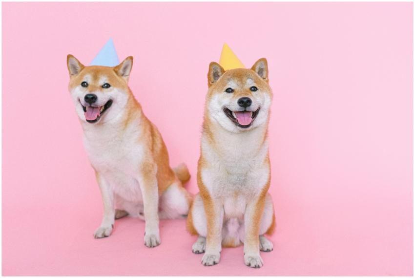 Adorable Shiba Inus in party hats posing against a
