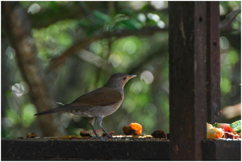 A bird perches and dines in a lush tropical settin