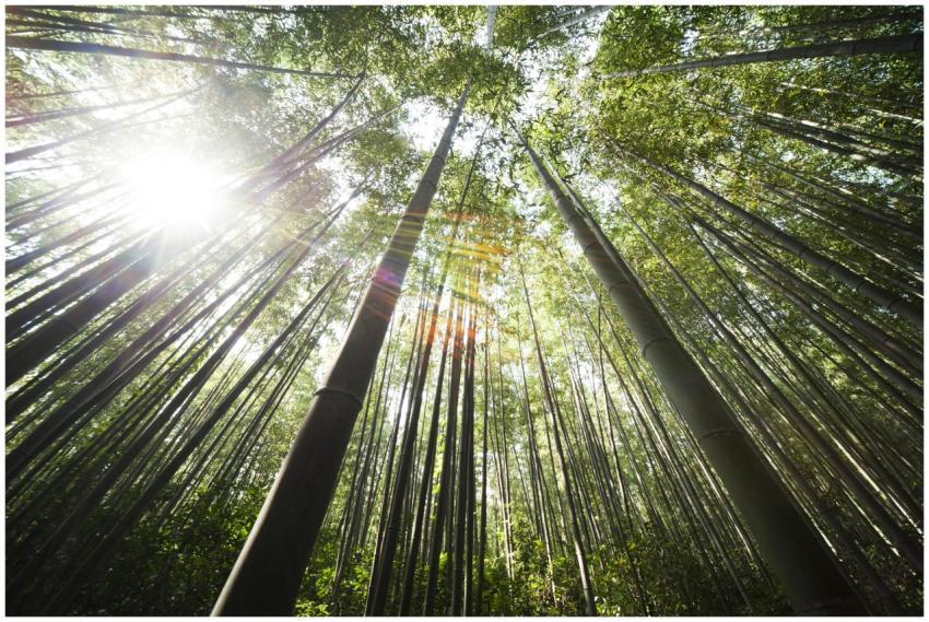 Low angle view of a vibrant bamboo forest with sun