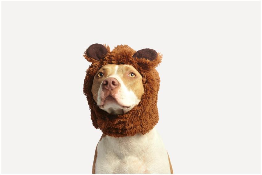 Cute pitbull dog wearing a funny bear headwear, lo