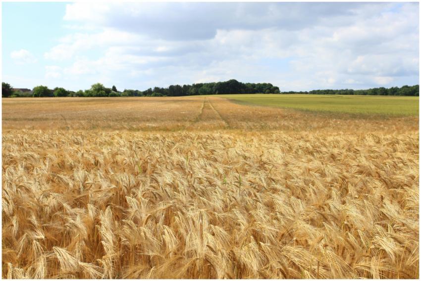 A vast golden wheat field stretches under a bright