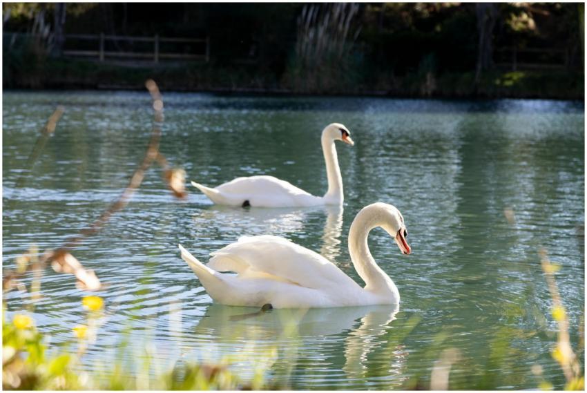 Elegant Swans Gliding Tranquil