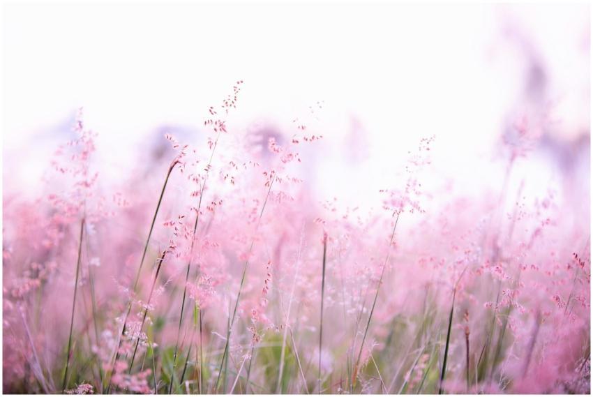 Delicate pink wildflowers softly swaying in a sunl