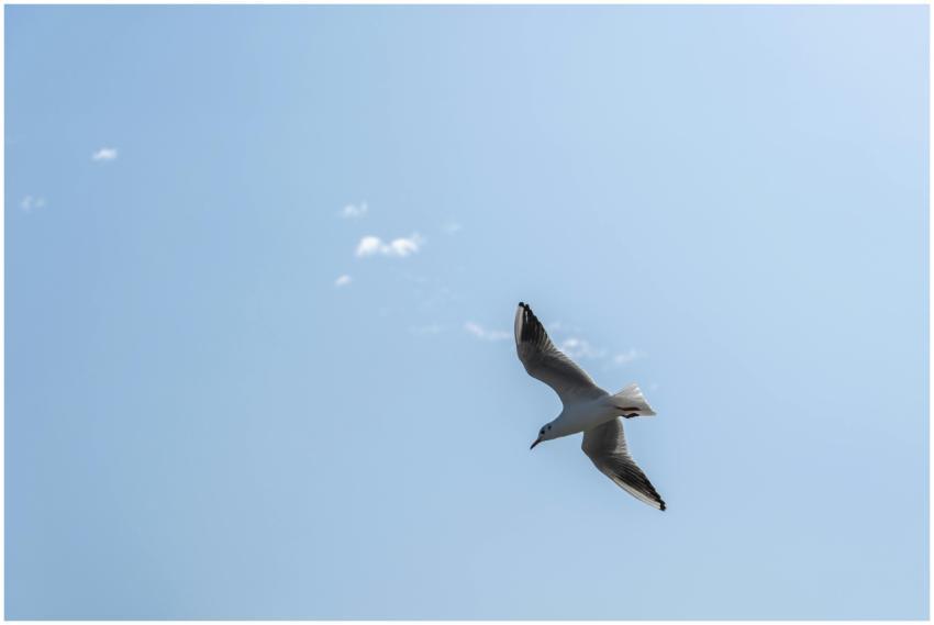 A solitary seagull soaring gracefully in a clear b