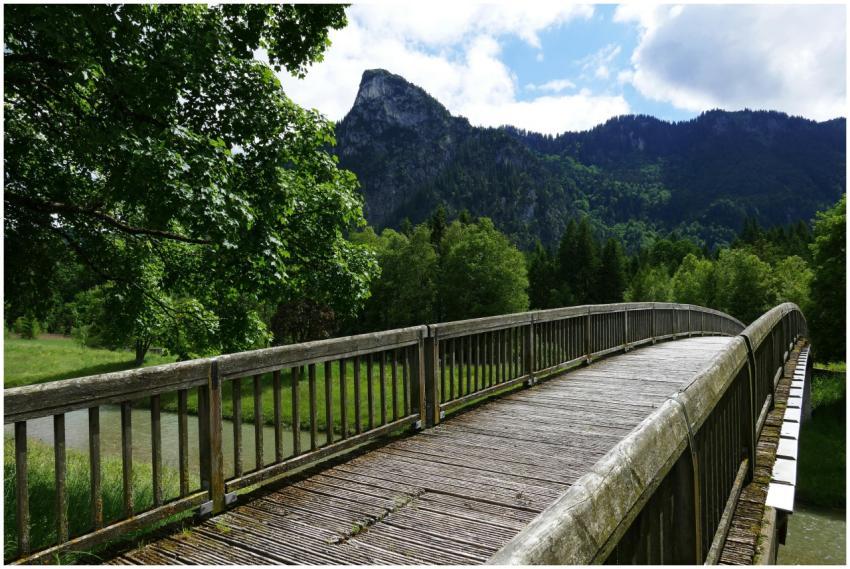 A scenic wooden bridge amidst vibrant greenery and
