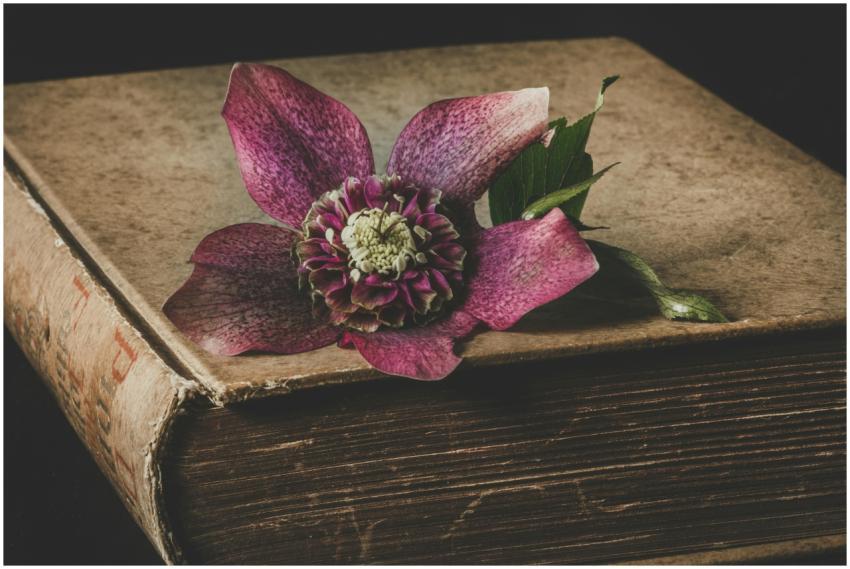 A purple flower delicately placed on an aged book,