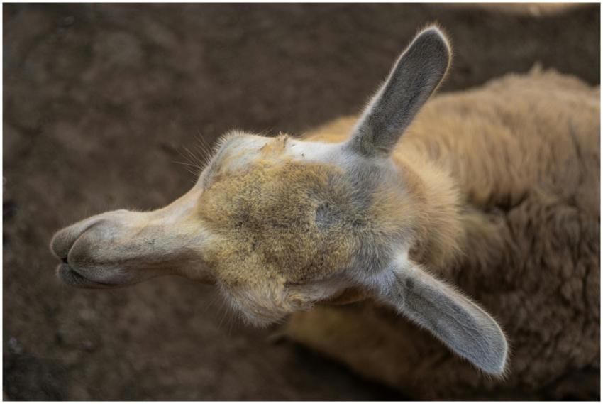 Overhead shot of a llama from above, showcasing it