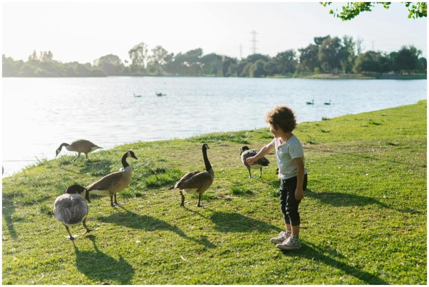 A young child interacting with geese near a peacef