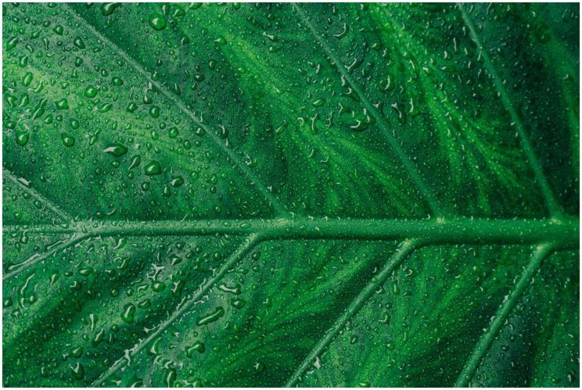 Close-up of a green leaf with water droplets, high